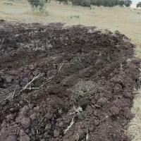 زمین-کشاورزی-اجاره-میدم
