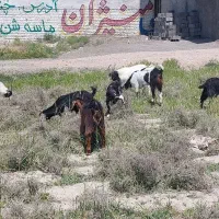 بزغاله|حیوانات مزرعه|گلبهار, شهر جدید گلبهار|دیوار