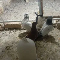 کبوتر پرشی و طوقی