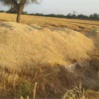 کاه دیم