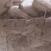 تخم مرغ نطفه دار مرغ شاخدار سفید خالض کمیال