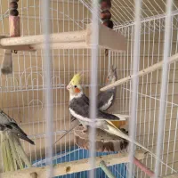 عروس هلندی