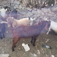 گوسفند|حیوانات مزرعه|بیرجند, |دیوار