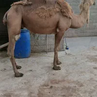 شتر کشتاری