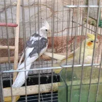 عروس هلندی