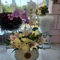 فروش گل ارکیده
