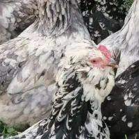 تخم مرغ نطفه دار گلین لری