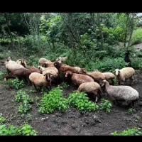 گوسفند زنده داشتی وره مار آبستن بره نرماده