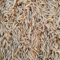 جو بذری شش پر درجه یک