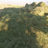 شبدر (چین دوم) پاک و تمیز خالص