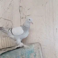 کبوتر .3ماده بهبونی درشت .فسا