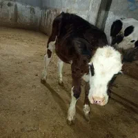 دو عدد گوساله ماده سمینتال فریمان