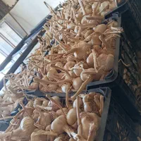 سیر|خوردنی و آشامیدنی|تویسرکان, |دیوار