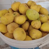 انجیر درجه یک