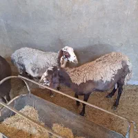 میش چاق جوان