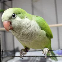 طوطی راهب