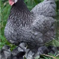 تخم نطفه دار(نژاد آیسبار طوسی و گلپایگانی)
