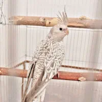 عروس هلندی ایزابلا نژاد کم یاب