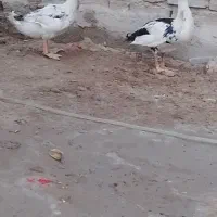 اردک