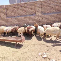 ۸راس میش به همراه ۸راس بره