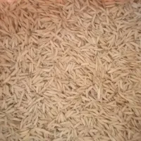 تخم جو طارم زود راس