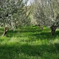 زمین مسکونی قلات