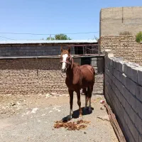 اسب نریون