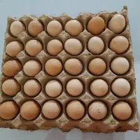 تخم مرغ محلی و ارگانیک
