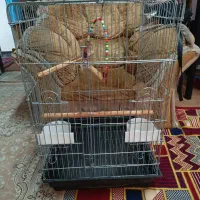 قفس پرنده