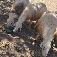 میش مناسب قصابی
