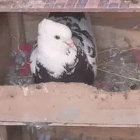 کبوتر