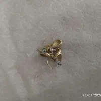 گم شدن یک لنگه گوشواره طلا