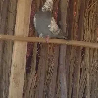 یک عدد کبوتر چینا پاکستانی تضمین پر