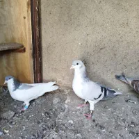 بدرنگ شصتی کبود نر و ماده