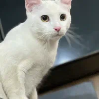 واگذاری گربه سفید بازیگوش با مزه dsh