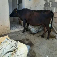 گاو چاق درجه یک
