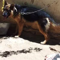 توله جرمن ۷ماهه ماده
