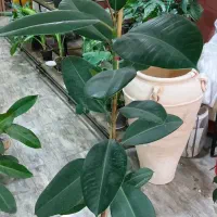 فیکوس سبز  گیاه آپارتمانی