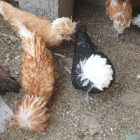 مرغ و خروس سلطان
