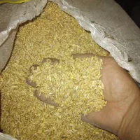گندم آبی|گل و گیاه طبیعی|سلماس, |دیوار