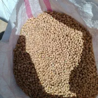 نخود دیم بهاره