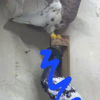 کفتر رنگه صید