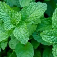 نعنا تازه بومی موجوده کسی خواست در خدمتم