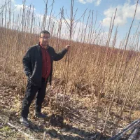 نهال میوه بدون واسطه