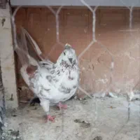 کفتر|پرنده|کرج, کمالشهر|دیوار