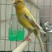 قناری ماده ابلغ زیبا
