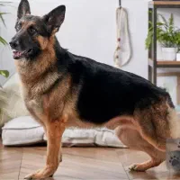 فروش سگ ژرمن خالص ماده