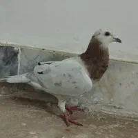 کفتر کله هما هفترنگ