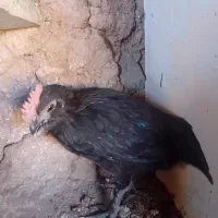 مرغ خروس