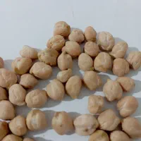 نخود کرمانشاه